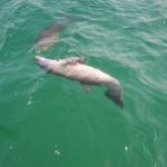 Younger dolphin playing doing rolls and flips 