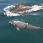 Momma dolphin with her baby