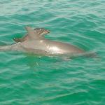 One of the beautiful things we get to see quite often, are the tiny baby dolphins with their mommies! So sweet!!! 