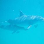 A Dolphin Mommy swimming with her baby close to her! 