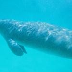 A Manatee was spotted on one of our recent tours! These are the pictures submitted by our customers! Thanks!