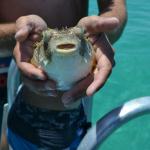 A puffer fish 